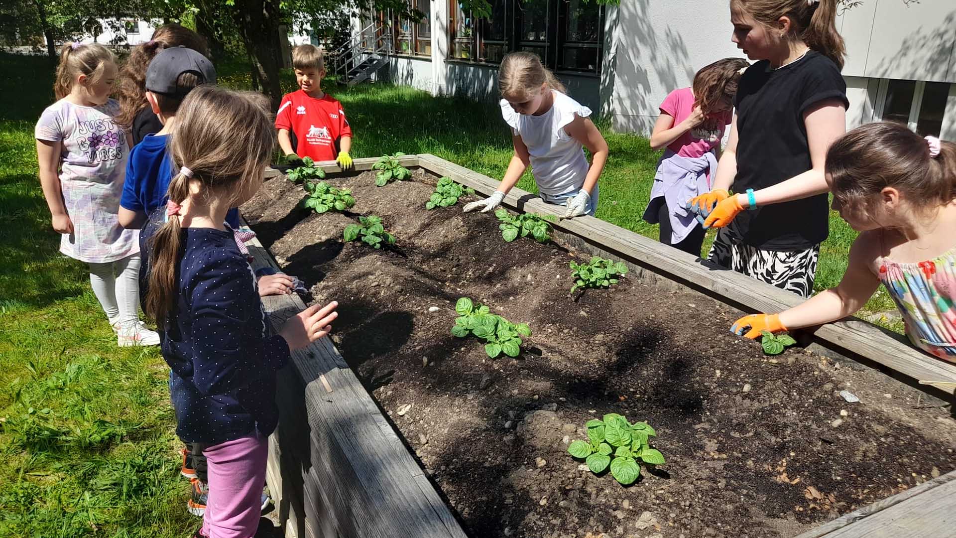 Ptd 0001 2. Unkraut jaeten im Kartoffelbeet